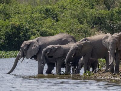 elephants, herd, nature, wildlife, safari, national park, animal world, waterhole, mammals, large animals, natural habitat, wild animals, life cycle, water animals, ecosystem, resting animals, cute, hot weather, river, kenya
