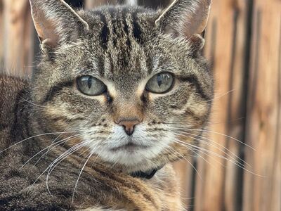 cat, pet, portrait, eyes, striped, cat eyes, cat love, detail, house cat, beautiful, forehead, cat portrait, escape, wooden, furry, animal love, house pet, noble