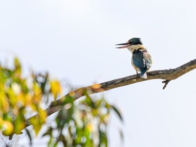 kingfisher, todiramphus sanctus, sacred kingfisher, nature, bird, wildlife, beak, feathers, fauna, tree, branch, daylight, wilderness, wild, clouds, sky, australia, bark, natural habitat, retreat, living nature