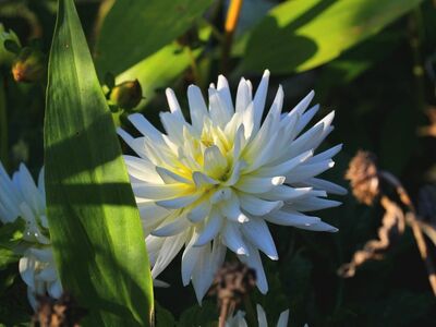 dahlia, flower, nature, garden, summer, green, white, leaf, sunlight, botany, fresh, outdoor, garden plant, hue, detail, frond, outdoor plants, silhouette, macro photography, season