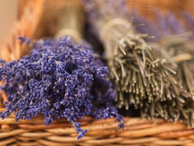 lavender, dried flowers, basket, autumn, dried lavender, harvest, nature, flower, purple, aromatic, flora, beauty, agricultural worker, decoration, countryside, herbs, fragrance, happy, horticulture, cozy