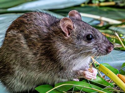 rat, brown rat, rodent, wildlife, feeding, whiskers, green leaves, nature, detailed photography, bamboo leaves, paw, wild animal, background, texture, mammal, nocturnal, camouflage, wild, natural environment