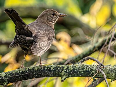 blackbird, female blackbird, branch, moss, yellow leaves, autumn, nature, bokeh, songbird, bird, feathers, wildlife, animal, plumage, small bird, birdlife, fauna, natural world