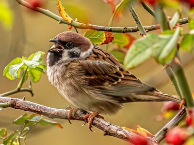 sparrow, tree sparrow, small bird, wildlife, passerine, singing, chirping, open beak, perching, hd wallpaper, branch, yellow leaves, autumn, nature, leaves, outdoor, background, wallpaper
