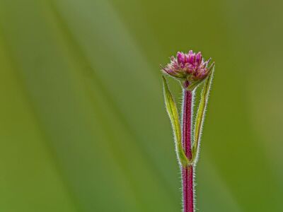 flower, wildflower, pink flower, bud, plant, flora, hairy stem, bokeh, macro, green background, detail, minimalism, nature, outdoor, beauty, background, wallpaper, hd wallpaper, natural beauty, field, simple beauty