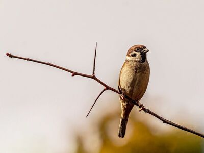 sparrow, tree sparrow, 4k wallpaper 1920x1080, nature background, avian, wildlife, free wallpaper, twig, passeri, full hd wallpaper, wallpaper 4k, outdoor, hd wallpaper, nature, beautiful wallpaper, beautiful nature, background, summer, windows wallpaper, brown bird, free background, wings, mac wallpaper, nature wallpaper, sitting, thorn, feathers, laptop wallpaper, bird feather, bokeh, wallpaper hd, 4k wallpaper, cool backgrounds, desktop backgrounds, ornithology, wallpaper