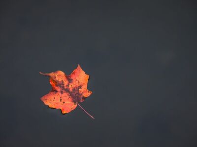 fall, leaf, orange, water, natural, lake, reflection, peace, serenity, simple, beauty, leaves, autumn, quiet, solitary, magic, water reflection, nature, artistic, natural beauty, calm, simplicity