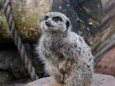 meerkat, mammal, nature, bush, fur, sitting, habitat, wildlife, alert, ground, rocky, zoo, gray, neck, brown, log, rope, curious, posture, animal, country