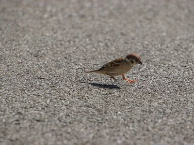 sparrow, bird, wildlife, ornithology, beak, feathers, sidewalk, nature, outdoors, park, walk, close to ground, small bird, urban life, gray, asphalt, ground, daylight, movement, animal in city