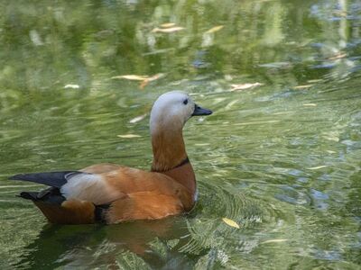 ruddy shelduck, water bird, wildlife, feathers, beak, swimming, ornithology, avian, water, bird, fauna, birdwatching, wild, plumage, flamingo, larva