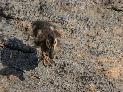 duck, duckling, nature, bird, cute, wildlife, feathers, waterfowl, stone, ornithology, walking, chick, sand, fledgling, sun, daylight, hook, pebble, plenty, curiosity