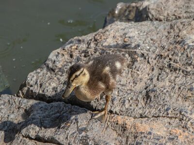 duckling, rock, feathers, bird, nature, chick, cute, water, wildlife, beak, ornithology, waterfowl, small, newborn, birdwatching, spring, baby duck, rough, animal
