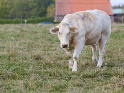 cow, farm, nature, meadow, white cow, pasture, rural, agriculture, cattle farming, live animal, beef cattle, charolais, field, mammal, countryside, grass, domesticated, animal husbandry, outdoors, savanna