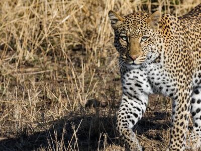 leopard, predator, tanzania, africa, serengeti, wildlife, safari, grass, camouflage, hunter, big cat, steps, eye, golden, wildness, nature, grace, prey, spotted pattern, animal kingdom
