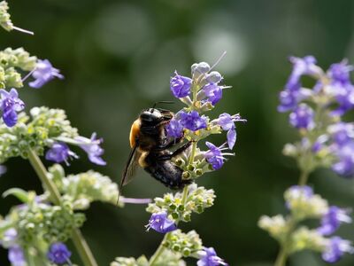 bee, catmint, purple, flower, bloom, stem, pollination, insect, nature, macro, summer, garden, ecosystem, beautiful flowers, flower wallpaper, flower background, wildflower, nectar, delicate, beauty, wings, natural
