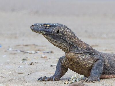 komodo dragon, rinca island, komodo national park, indonesia, komodo monitor, east nusa tenggara, giant lizard, endangered species, null, protected species, monitor lizard, wild animal, flores indonesia, rare wildlife, exotic animal, largest lizard, predator, illustrative image