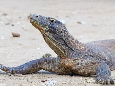 komodo dragon, rinca island, komodo national park, giant lizard, monitor lizard, endangered species, exotic animal, predator, indonesian wildlife, protected species, rare wildlife, flores indonesia, large reptile, nature photography, east nusa tenggara, reptile, wild animal, natural reserve