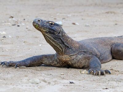 komodo dragon, rinca island, komodo national park, indonesia, komodo monitor, endangered species, monitor lizard, giant lizard, flores, west nusa tenggara, wildlife, large reptile, predator, protected species, wildlife photography, exotic animal, nature, reptile, rare wildlife