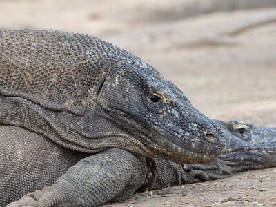 komodo dragon, rinca island, monitor lizard, indonesian wildlife, second largest lizard, giant lizard, flores, protected species, endangered, exotic animal, nature, wildlife photography, reptile, komodo national park, predator, fauna, wild animal, east nusa tenggara