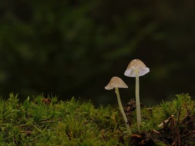 mushrooms, forest, moss, autumn, close-up, nature, thin, helmlings, ecology, lush, soil, solitary, small, dense, root, gills, miniature, biology, texture, microcosm