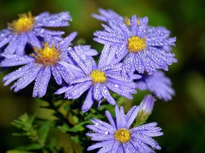purple, flower, bee, insect, nature, autumn, close-up, droplet, garden, dew, leaves, close, outdoor, photography, landscape, wet, beauty, natural, clear, blue flower