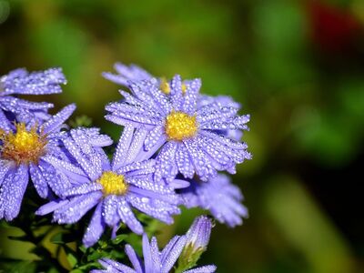 aster, flower, purple, droplets, water, nature, macro, autumn, fresh, dew, bright yellow, wallpaper, plant, background, hd wallpaper, gardening, fern, garden, wet, photography, edges