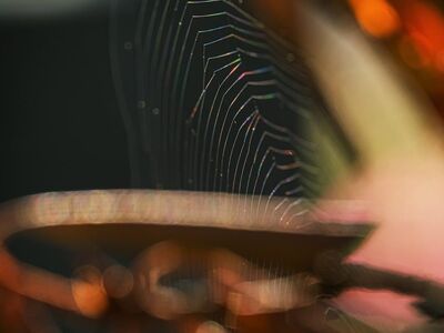 spiderweb, blur, macro, nature, sun, insects, natural textures, beautiful composition, close-up, interesting angle, spider landscape, abstract, translucency, soft light, autumn colors, rain, bugs, summer, moment