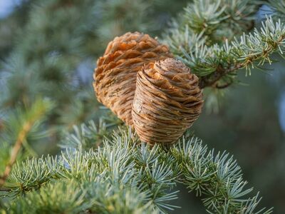 pine cone, conifer, nature, closeup, twig, tree, outdoor, forest, pine needles, autumn, natural background, details, green, brown, bokeh background, macro photography, park, garden, wintertime, natural environment, natural resources, forest environment