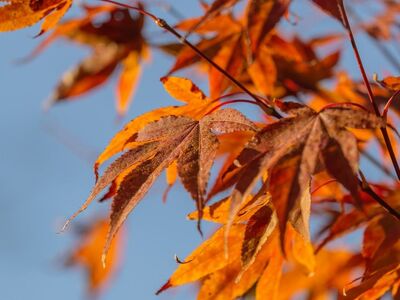 autumn, leaves, red, golden, maple, nature, sunlight, clear, domestic, art, detail, outdoor, impressive, red-orange, clear sky, blue background, season, texture, natural beauty