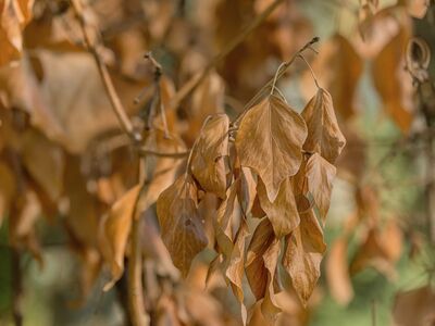 dry leaves, autumn season, orange color, nature, decay, falling leaves, fall colors, natural textures, deciduous trees, outdoor, detail, forest, natural environment, seasonal change, soft bokeh, photography art, chill, warm sun, outdoor excursion, leaf fall, natural beauty