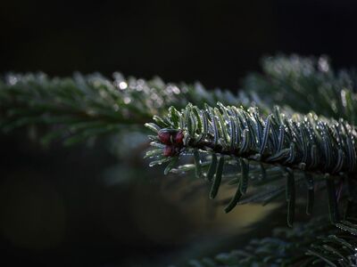 sprig, needles, fir, conifer, nature, evergreen, dew, close-up, green, wet, drop, morning, freshness, morning dew, environment, natural scenery, calm, waterproof, details