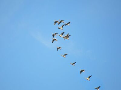 wild geese, v-formation, migratory birds, flying, freedom, sky, nature, blue sky, autumn migration, ornithology, fauna, geese, southbound, peace, flock, picturesque, balance, wake, wings, coordinated flight