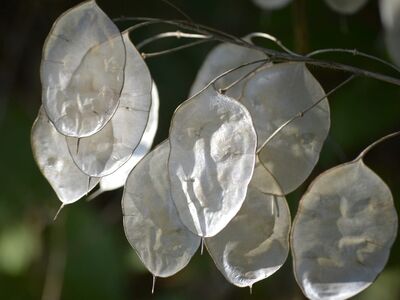 honesty plant, silver, dried flowers, decoration, plant, still life, mirror effect, leaves, nature, sunlight, natural beauty, texture, detail, artistic photography, environment, order