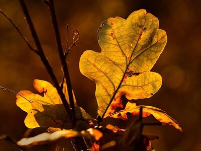 autumn, leaves, oak leaves, golden hour, autumn foliage, nature, orange, golden, macro, sunlight, backlit, detail, natural light, outdoors, focus, warm, tree, observe, background, landscape, beauty