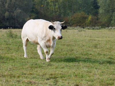 cow, cattle, bull, pasture, field, agriculture, white animal, mammal, muscular, rural, nature, grass, outdoors, farm, cattle farming, beef cattle, idyllic scene, greenery, summer day