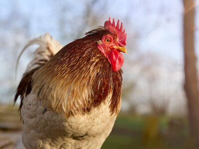 rooster, poultry, bird, farmyard, countryside, red, feathers, comb, wattle, portrait, outdoor, animal, nature, agriculture, young, domestic, rural, livestock, pattern, sharp
