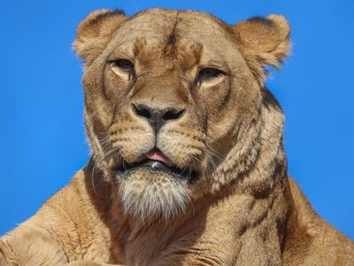 lion, nature, animal, predator, female, blue sky, savanna, wilderness, mammals, african, big cat, safari, ethology, animal anatomy, detail, portrait, beautiful, strength, dominance, wildlife