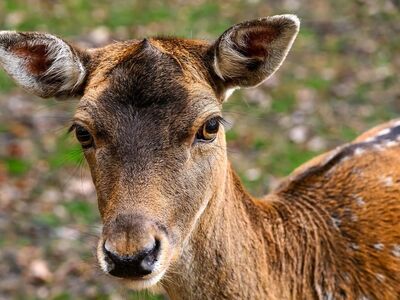 deer, mammal, wild, nature, wildlife, fauna, grass, herbivore, curious, eyes, fur, close-up, landscape, pair, forest, autumn, brow, fawn, outdoor, beauty