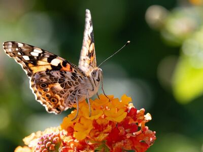butterfly, hd wallpaper, lantana, desktop backgrounds, flower, windows wallpaper, cool backgrounds, wings, beautiful flowers, flower wallpaper, free background, insect, 4k wallpaper 1920x1080, beautiful wallpaper, nature, macro, detail, flash, wallpaper 4k, full hd wallpaper, colorful, nectar, free wallpaper, beautiful, focus, mac wallpaper, blurred background, floral background, wallpaper hd, laptop wallpaper, 4k wallpaper, flight, flower background, light effects, soft colors, beauty, background, variety