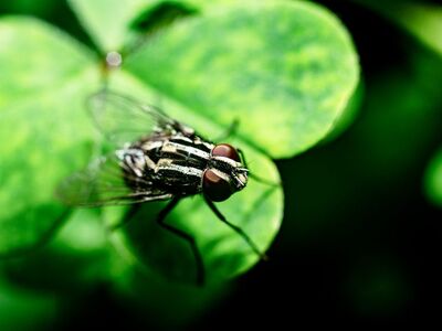 fly, leaf, macro-photography, nature, insect, close-up, green, animal, environment, vegetation, four-leaf clover, sharp, four, natural, beauty, earthy, black-and-white, exciting, vibrant, luxurious