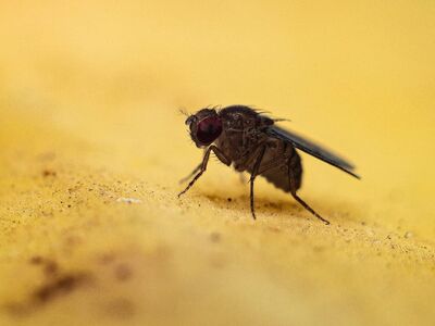 fly, insect, macro, macro photography, close-up, biology, fruit, yellow, beetle, nature, banana, fauna, detail, entomology, small, natural history, color, shape, pigment, ecology, texture