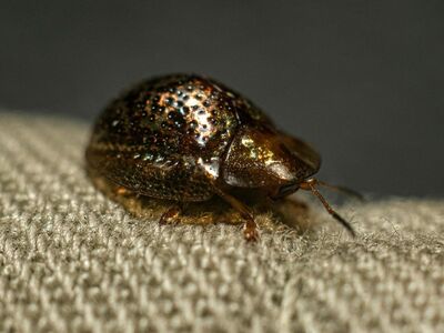 beetle, metallic, macro, golden, insect, texture, wings, shiny, nature, detail, summer, close-up, bug, spotted, fauna, specks, animal, microscopic, life, organic