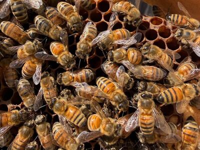 bees, beehive, honeycomb, pollination, nature world, beekeeping, honey, insect, biology, ecosystem, diligence, food security, natural balance, summer season, busy, queen bee, beeswax, social insects, sustainability, United States, Oakland, California