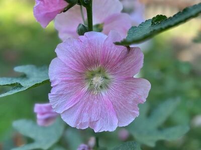 pink flower, hollyhock, beautiful flowers, nature, floral background, garden, outdoor, flower wallpaper, flower, foliage, flower background, summer, beauty, beautiful wallpaper, blurred background, macro, natural, green, stems, petals, flower photography, botany, background, close-up, outdoor photography