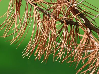 dry pine, pine needles, nature, detail, green background, dry needles, plant, botany, dry leaves, brown, twig, texture, soft light, summer, without needles, biology, outdoor, dry, close-up, simple composition