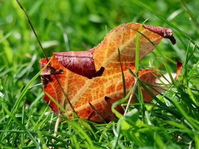 dry leaf, autumn leaf, grass, leaf in grass, green, nature, sunny weather, single leaf, fallen, detailed, leaf texture, venation, botany, macro, whole, bright colors, autumn, naturalness, under the leaf