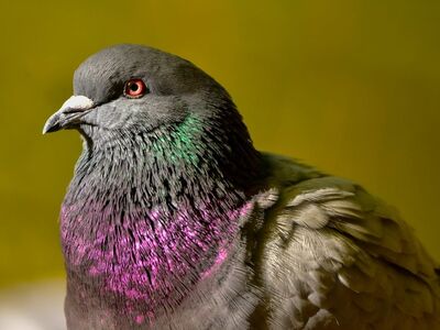 pigeon, bird, portrait, colorful feathers, detail, nature, animal, close-up, simple background, wildlife, grey color, outdoor, smooth feathers, beak, animal portrait, phenology, observation, flora, ecology
