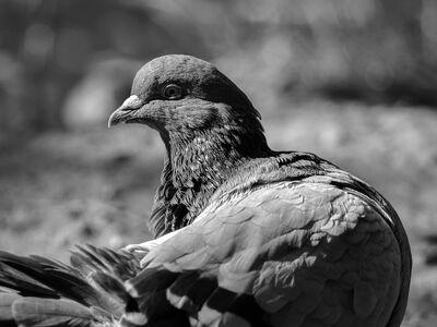 pigeon, black-and-white, grey, detail, texture, feathers, bird, animal, monochrome, portrait, head, animalistic, nature, outdoor, wild, profile, plumage, light and shadow