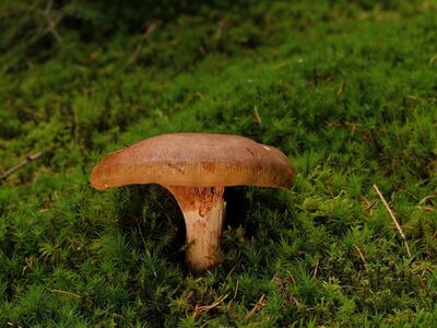 mushroom, moss, autumn, forest, nature, close-up, gills, fruiting body, outdoor, ecosystem, natural environment, fungal, concern, wide angle, life cycle, spore print, ground emission, partition, green