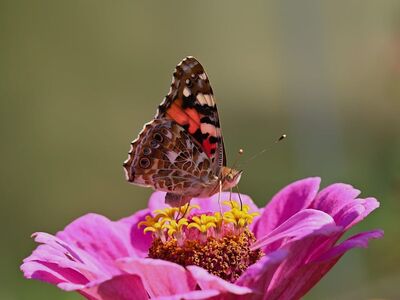 painted lady, butterfly, zinnia, flowers, macro, nature, insect, beautiful flowers, garden, flower wallpaper, wings, bright color, landing, details, outdoor, beauty, summer season, flower background, life cycle, better details, environment, development, unique